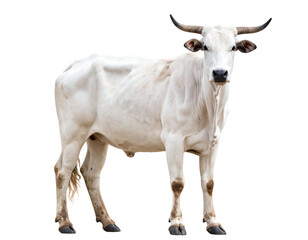 Majestic white bovine with impressive horns stands tall, embodying strength and a serene presence.