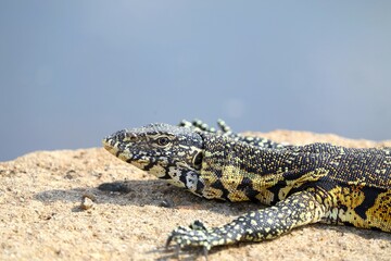 A Nile monitor lizard lies motionless on a rock near water, showing off its vibrant scales and sharp, intelligent eyes in perfect light.