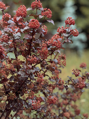 Burgundy Spirea Bush Plant With Leaves Close Up
