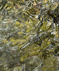 Green Rowan Branch With Raindrops Macro