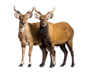 Obraz premium Graceful deer duo with striking antlers stand together, showcasing their natural beauty.
