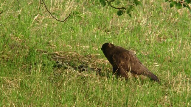 common buzzard sitting alert on the ground - listening, looking for prey