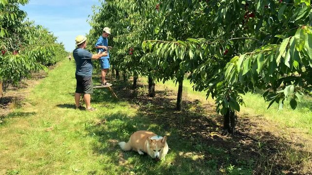 Father and son enjoy cherry picking together in a sunny orchard with their dog relaxing nearby