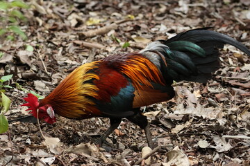 Male Chicken bending down to peck the ground – Red Junglefowl (Gallus gallus). Domesticated Chicken’s wild ancestor. Note the vibrant plumage showing it is a male, and the glorious, gorgeous feathers.