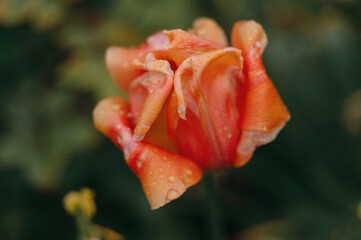 Dew kissed tulip in a lush garden setting