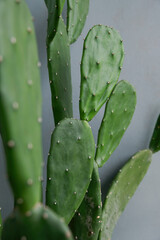 Close-up of Opuntia cochenillifera cactus at home garden