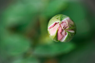 Close-up of purple rose in the home garden