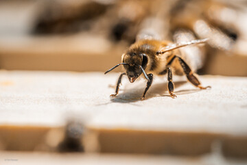 Bees in Focus Nature Detail

