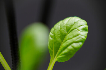 Close up of Bok Choy leaves.