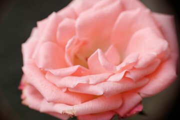 Selective focus, macro photo of peach rose in the home garden
