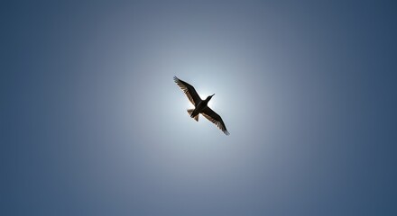 Obraz premium birds flying right under the sun