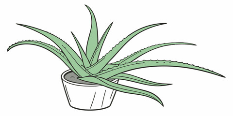 aloe vera plant isolated on white