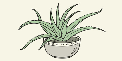 aloe vera plant in pot