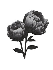 Obraz premium Vintage Peony Flowers In Halftone. Retro Botanical Illustration Isolated On Transparent Background