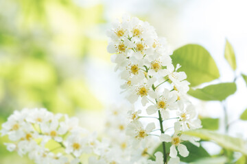 Apple tree blooming white flowers spring poster macro