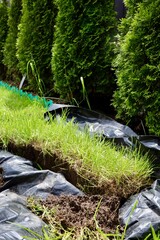 Lawn grass repair. A piece of lawn is cut out and awaits transplanting. Rolled lawn and green grass...