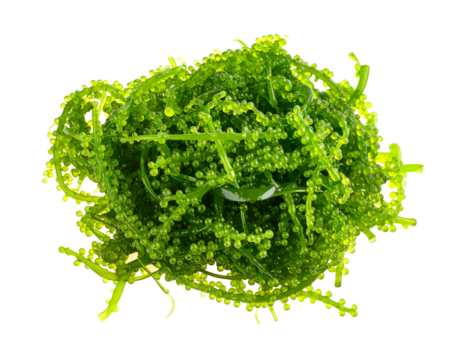 A lush cluster of fresh green sea grapes showcasing their unique bubbly texture.