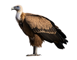 A majestic Griffon Vulture stands proudly, showcasing its powerful form and keen gaze.