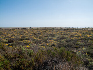 Paraje Natural Punta Entinas-Sabinar, catalogado como Espacio Natural Protegido. Roquetas de Mar, Almería, Andalucía, España.
