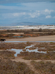 Paraje Natural Punta Entinas-Sabinar, catalogado como Espacio Natural Protegido. Roquetas de Mar, Almería, Andalucía, España.