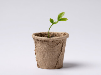 Tiny green sapling recycled paper pot eco friendly young plant minimal growth sustainability nature isolated hope. small seedling in biodegradable container symbolizes new beginnings