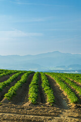 Fototapety na wymiar - Fototapeta24.pl