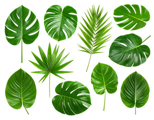 Obraz premium A set of twelve different types of green leaves