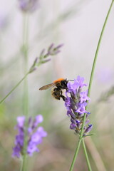 Macro photo of bumblebee collecting nectar