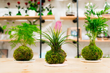 kokedama on wooden table in a flower shop. decorativa japanese plant with natural light close up