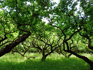 木のシルエット