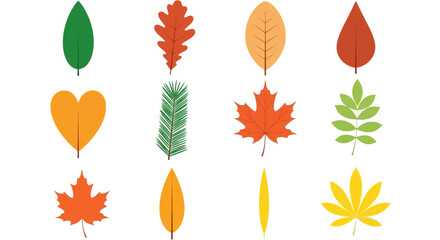 Collection of Autumn Leaves Vector Illustrations of Various Leaf Shapes and Colors for Fall Designs