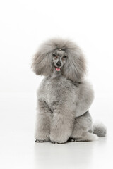 Gray toy poodle on white background