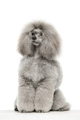 Gray toy poodle on white background