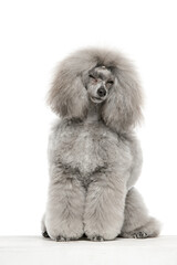 Gray toy poodle on white background