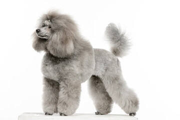 Gray toy poodle on white background