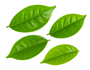 Fototapeta premium Vibrant green tea leaves reveal their intricate details and fresh, healthy appearance.