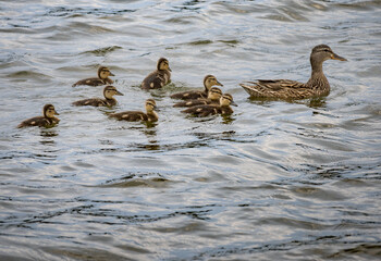 Mother mallard duck and her young ducklings.