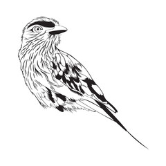 Lilac breasted Roller bird. Design element. Line illustration.