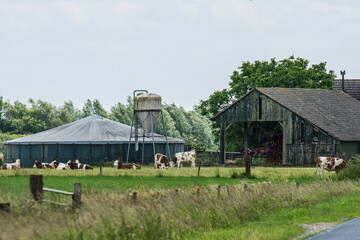 cows in a meadow near a barn, a silo and a manure digester
