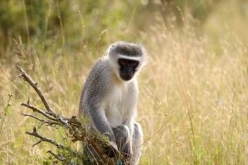 Portrait of a vervet monkey seated in dry grass, its pensive expression highlighted by warm sunlight and a soft, blurred savanna backdrop.