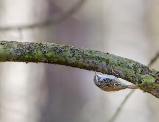 Eurasian treecreeper searching for insects under tree branch in Czechia forest