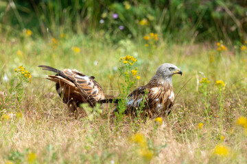 Milan royal,Milvus milvus , Red Kite