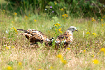 Milan royal,
Milvus milvus , Red Kite