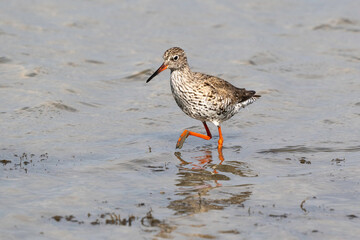 Chevalier gambette,
Tringa totanus, Common Redshank