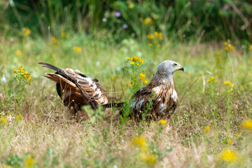 Milan royal,Milvus milvus , Red Kite