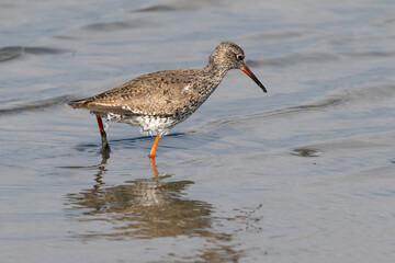 Chevalier gambette,Tringa totanus, Common Redshank
