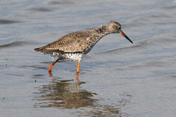 Chevalier gambette,
Tringa totanus, Common Redshank