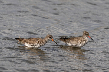 Chevalier gambette,
Tringa totanus, Common Redshank