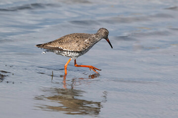Chevalier gambette,
Tringa totanus, Common Redshank