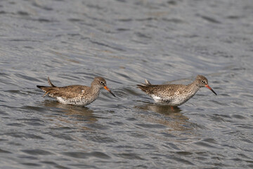 Chevalier gambette,
Tringa totanus, Common Redshank